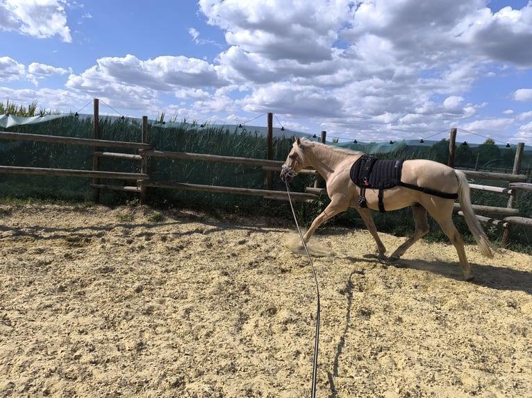 Koń andaluzyjski Mix Wałach 5 lat 157 cm Izabelowata in Überlingen