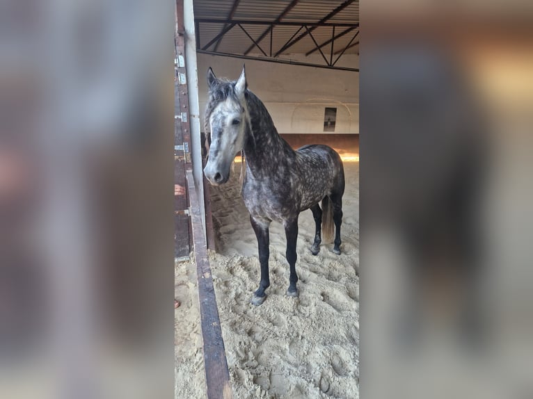 Koń andaluzyjski Mix Wałach 5 lat 158 cm Siwa jabłkowita in Medulin