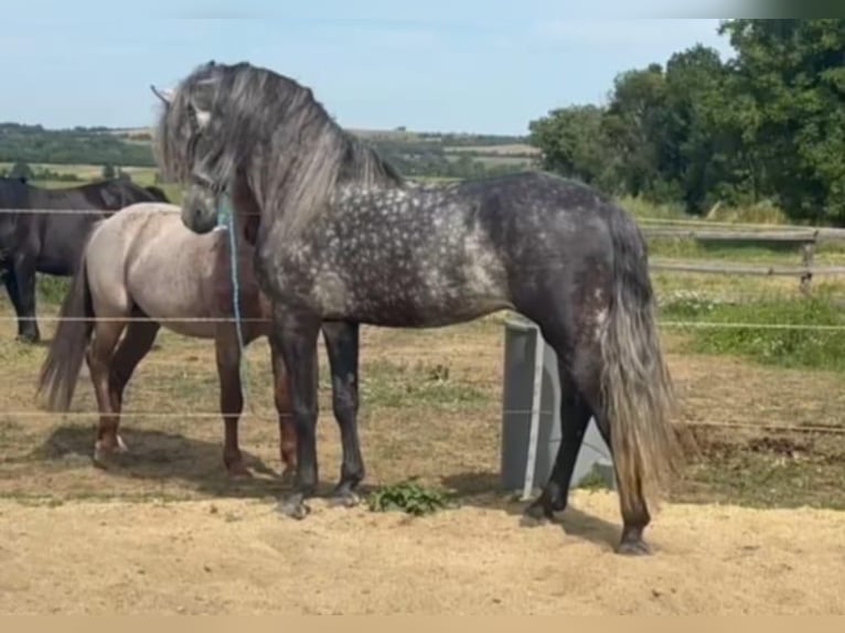 Koń andaluzyjski Mix Wałach 5 lat 158 cm Siwa jabłkowita in Medulin