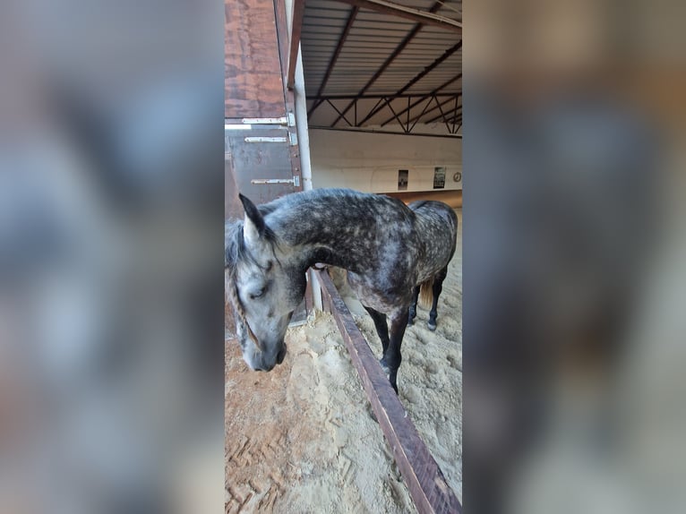 Koń andaluzyjski Mix Wałach 5 lat 158 cm Siwa jabłkowita in Medulin