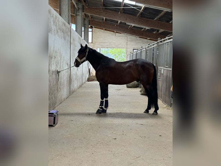 Koń andaluzyjski Wałach 5 lat 160 cm Ciemnogniada in Bad Neuenahr-Ahrweiler