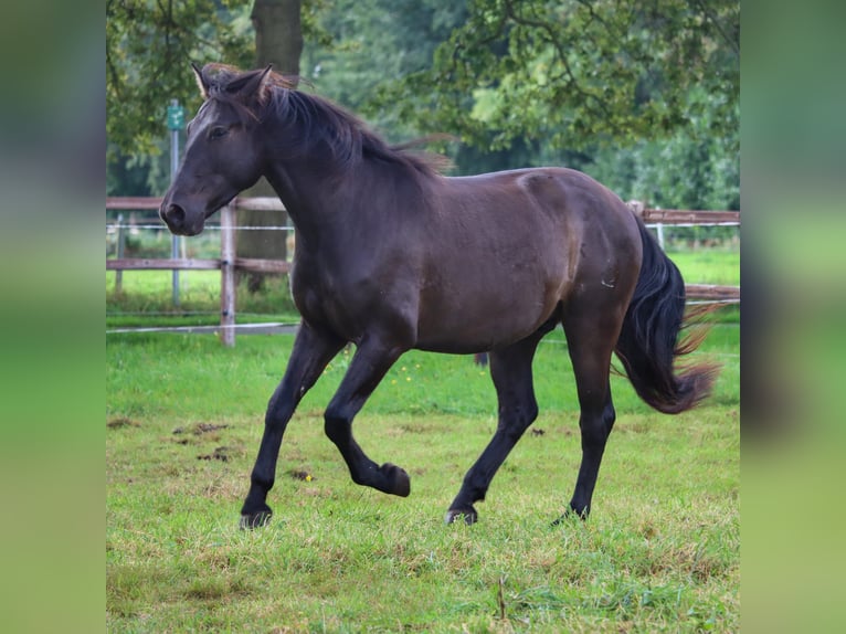 Koń andaluzyjski Wałach 5 lat 161 cm Skarogniada in Steinfurt