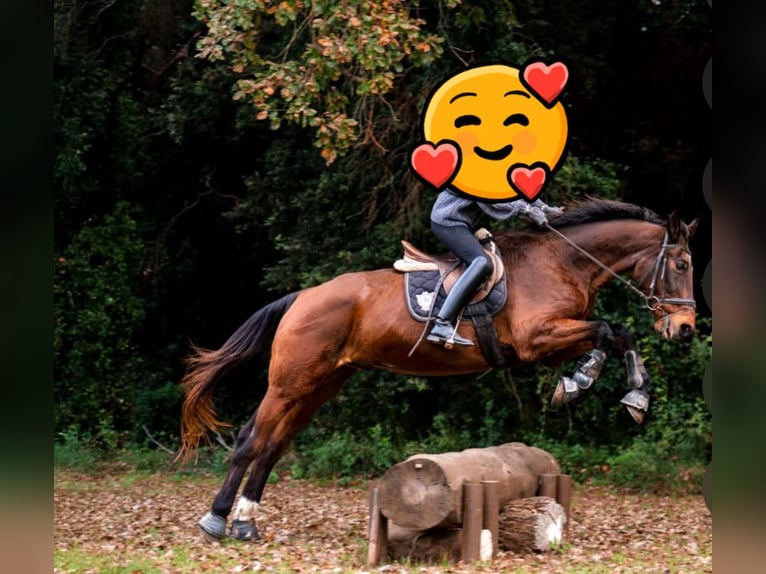 Koń andaluzyjski Wałach 5 lat 162 cm Ciemnogniada in Osterode am Harz