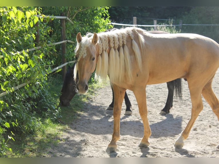 Koń andaluzyjski Wałach 5 lat 162 cm Izabelowata in Überlingen