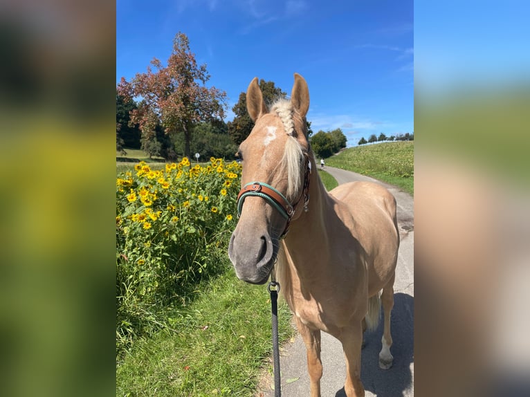 Koń andaluzyjski Wałach 5 lat 162 cm Izabelowata in Überlingen
