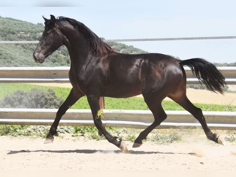 Koń andaluzyjski Wałach 5 lat 163 cm Bułana in Provinz Cordoba