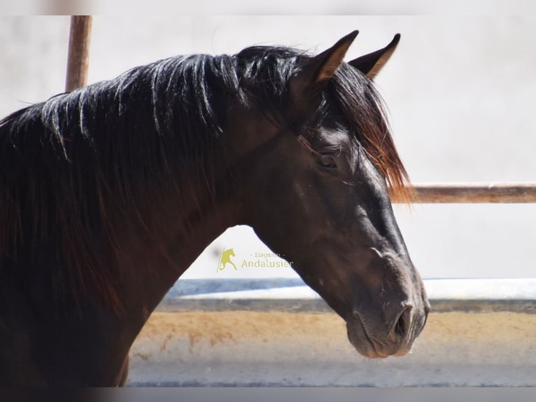 Koń andaluzyjski Wałach 5 lat 163 cm Bułana in Provinz Cordoba