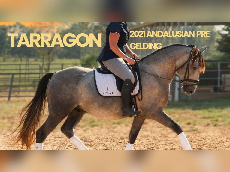 Koń andaluzyjski Wałach 5 lat 163 cm Siwa in Troutman