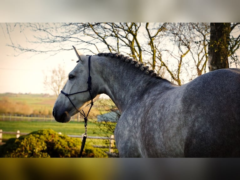 Koń andaluzyjski Wałach 5 lat 164 cm Siwa in Loon op Zand