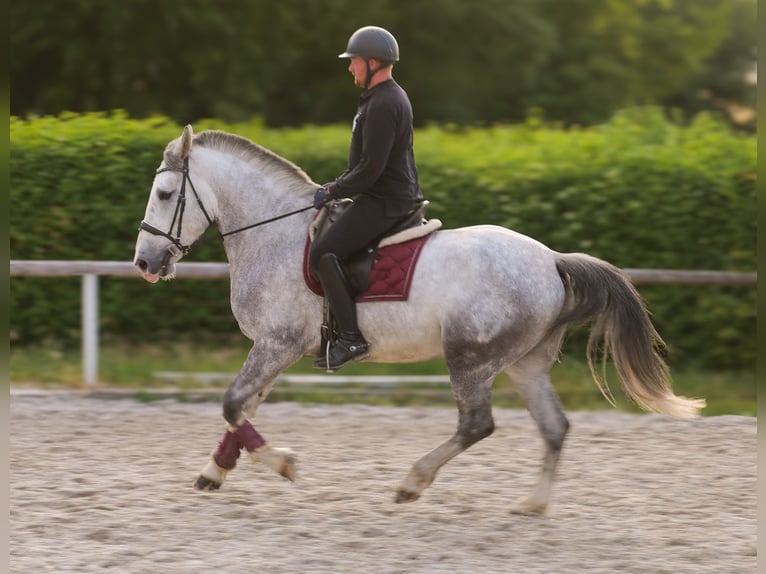 Koń andaluzyjski Mix Wałach 5 lat 164 cm Siwa in Neustadt (Wied)