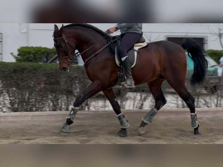 Koń andaluzyjski Mix Wałach 5 lat 165 cm Ciemnogniada in Atarfe