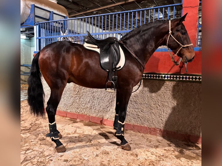 Koń andaluzyjski Mix Wałach 5 lat 165 cm Ciemnogniada in Atarfe