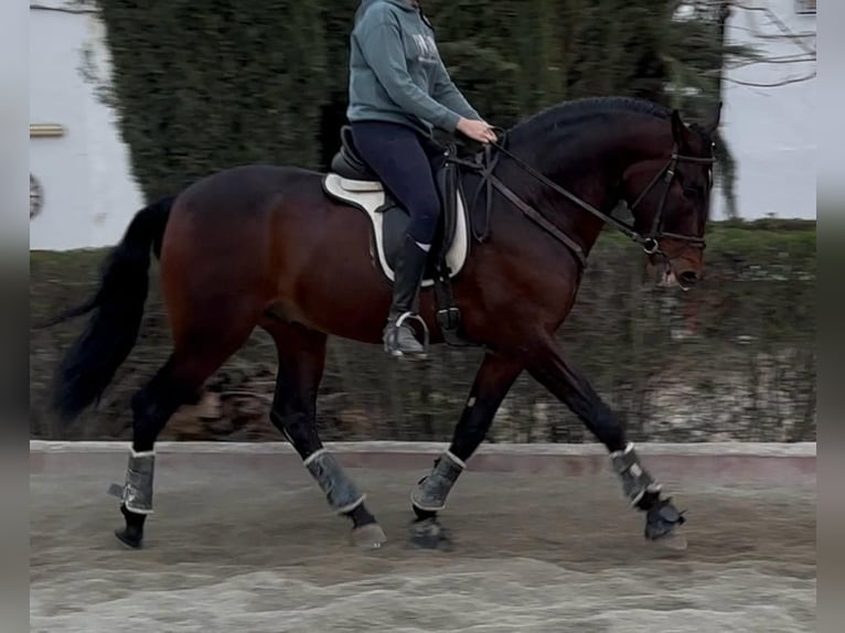 Koń andaluzyjski Mix Wałach 5 lat 165 cm Ciemnogniada in Atarfe