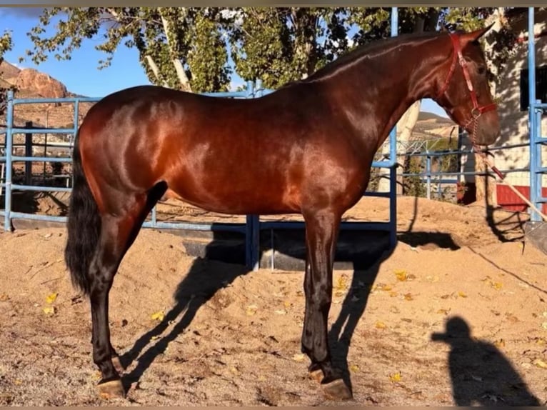 Koń andaluzyjski Mix Wałach 5 lat 165 cm Ciemnogniada in Atarfe