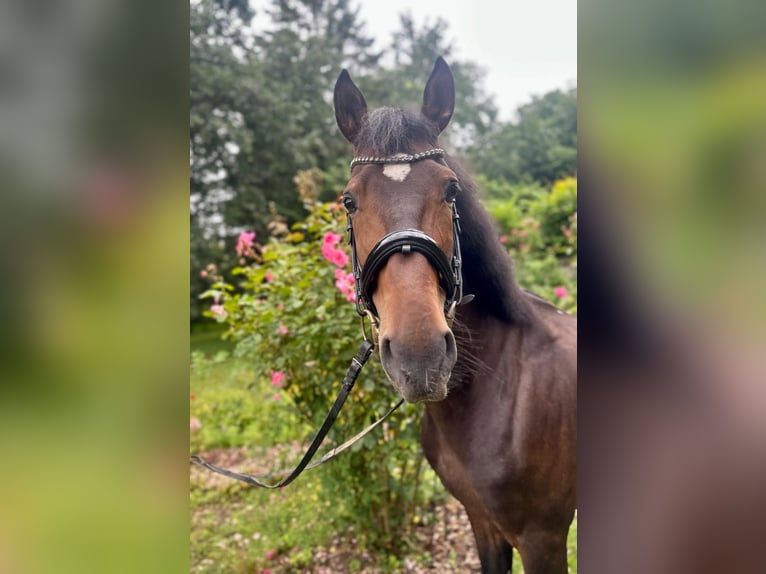 Koń andaluzyjski Wałach 5 lat 165 cm Ciemnogniada in Dalheim