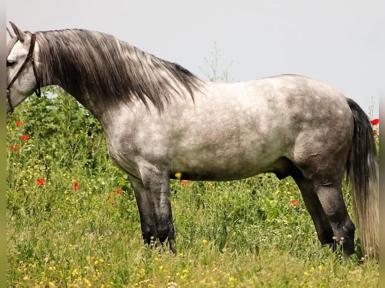Koń andaluzyjski Wałach 5 lat 165 cm Siwa in Usingen