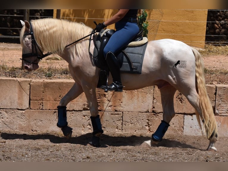 Koń andaluzyjski Wałach 6 lat 149 cm Cremello in Mallorca
