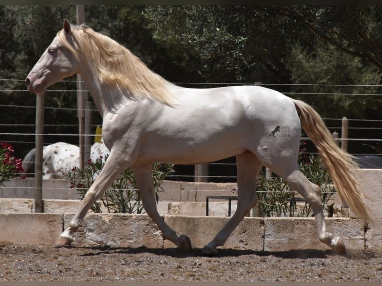 Koń andaluzyjski Wałach 6 lat 149 cm Cremello in Mallorca
