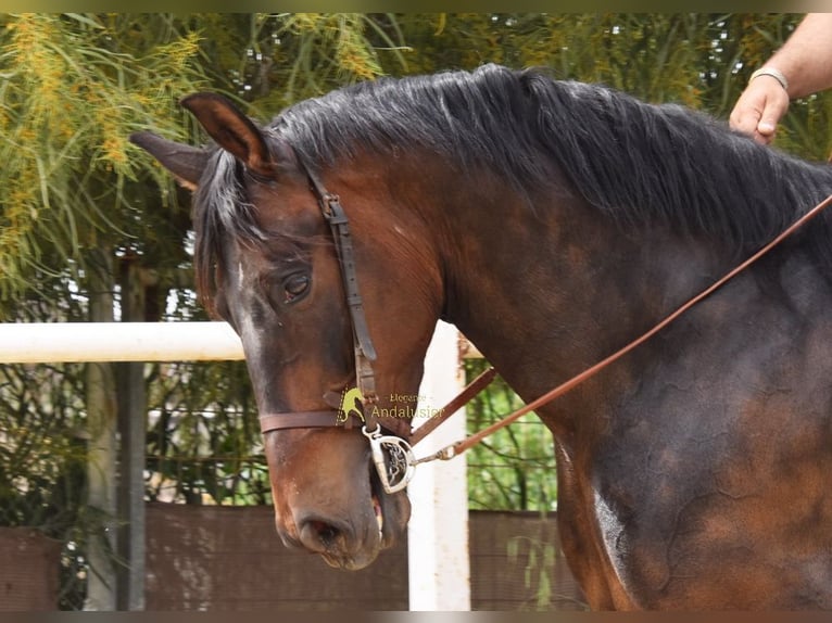 Koń andaluzyjski Wałach 6 lat 158 cm Ciemnogniada in Provinz Malaga