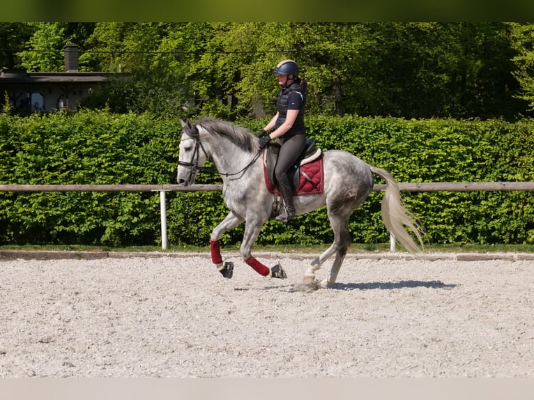 Koń andaluzyjski Wałach 6 lat 158 cm Siwa jabłkowita in Neustadt (Wied)