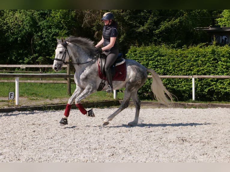 Koń andaluzyjski Wałach 6 lat 158 cm Siwa jabłkowita in Neustadt (Wied)