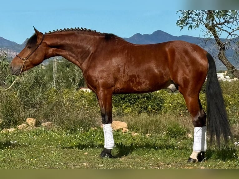 Koń andaluzyjski Wałach 6 lat 160 cm Gniada in Martfeld