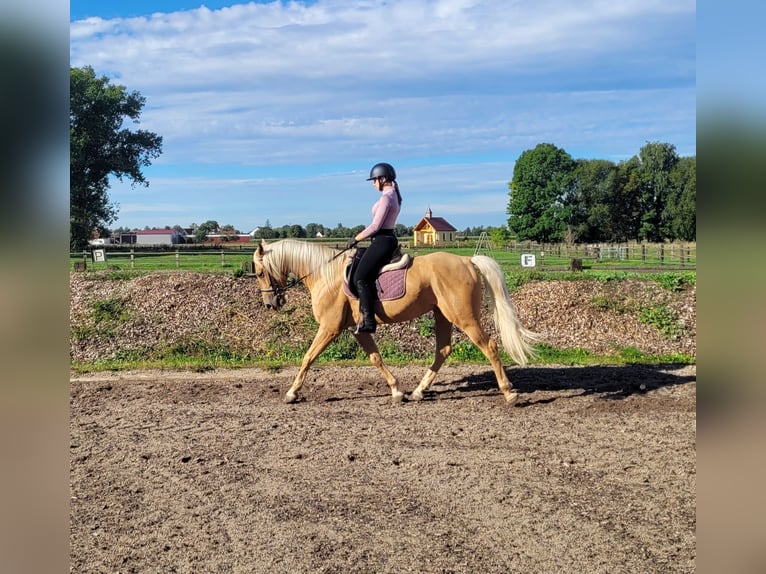 Koń andaluzyjski Mix Wałach 6 lat 160 cm Izabelowata in Karlshuld