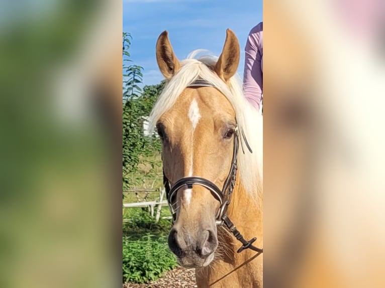 Koń andaluzyjski Mix Wałach 6 lat 160 cm Izabelowata in Karlshuld