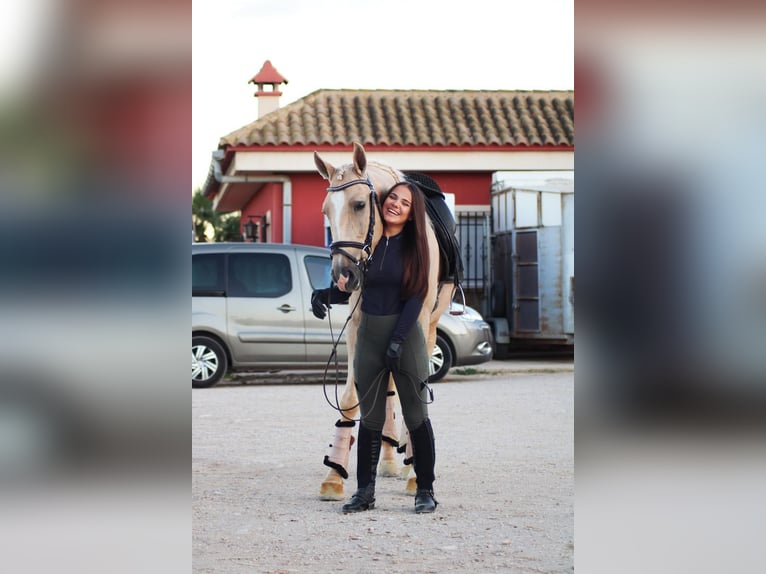 Koń andaluzyjski Wałach 6 lat 160 cm Izabelowata in Valencia