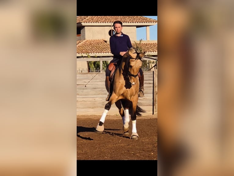 Koń andaluzyjski Wałach 6 lat 165 cm Bułana in Campillo (Lorca)