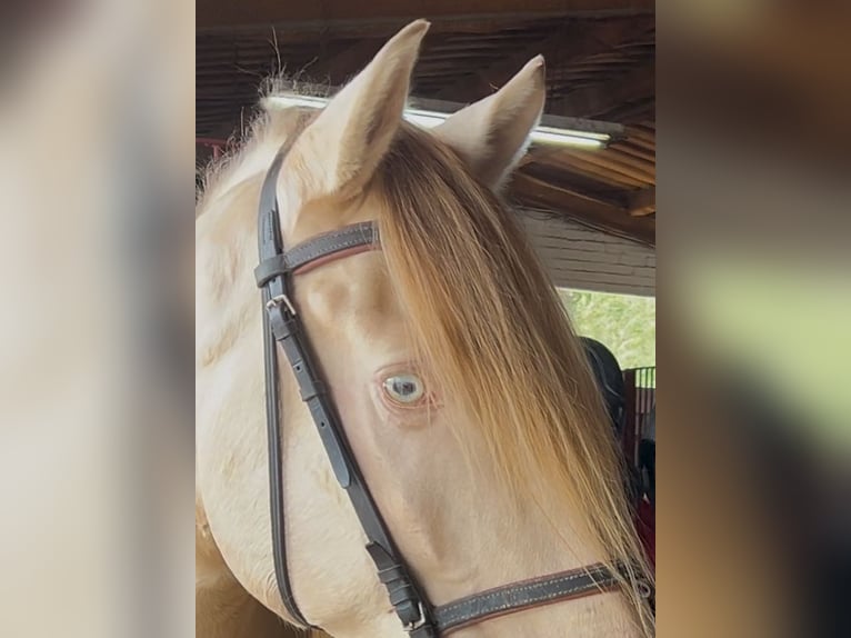 Koń andaluzyjski Wałach 6 lat 165 cm Szampańska in Frankfurt am Main