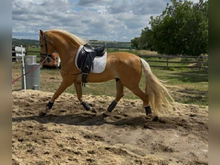 Koń andaluzyjski Wałach 6 lat 167 cm Izabelowata in Gladenbach