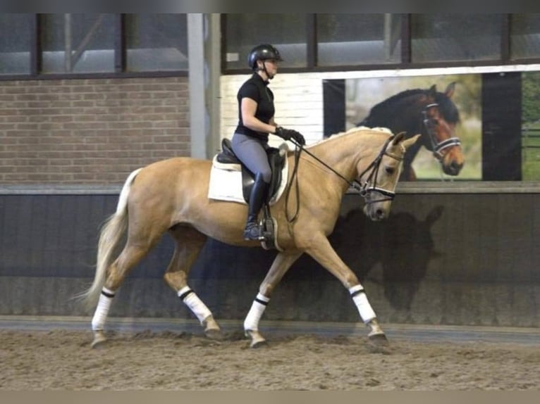 Koń andaluzyjski Wałach 6 lat 168 cm Izabelowata in Bad Homburg vor der Höhe