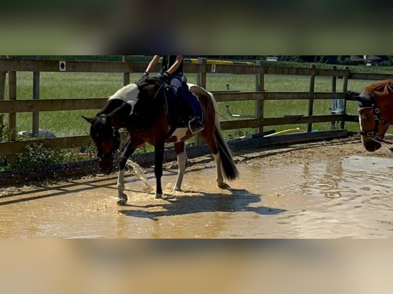 Koń andaluzyjski Mix Wałach 7 lat 148 cm Srokata in Hohenems