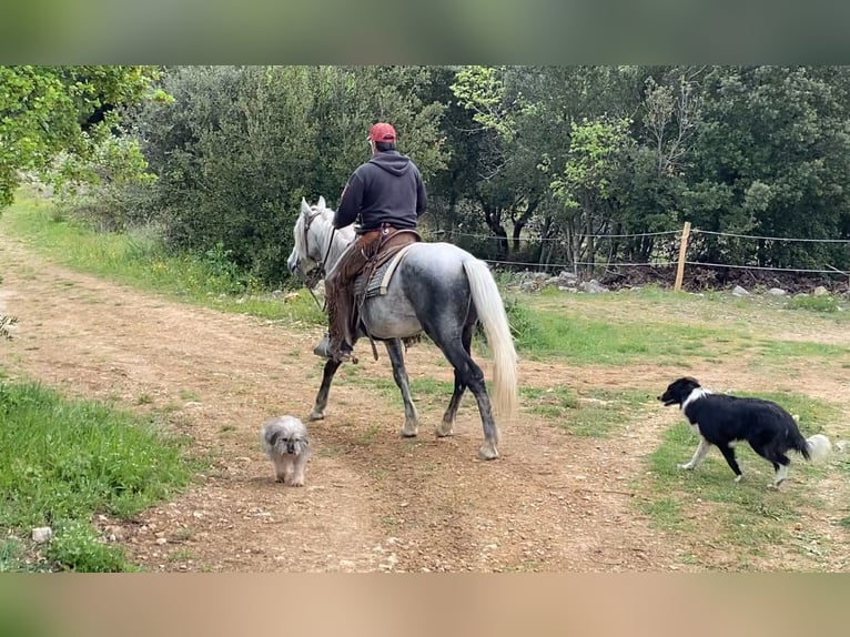 Koń andaluzyjski Mix Wałach 7 lat 152 cm Siwa jabłkowita in Zerf