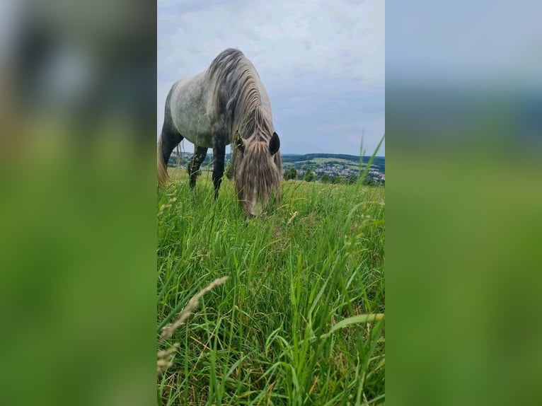 Koń andaluzyjski Wałach 7 lat 153 cm Siwa jabłkowita in Völklingen
