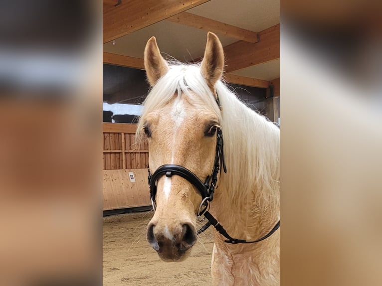 Koń andaluzyjski Mix Wałach 7 lat 157 cm Bułana in Karlshuld