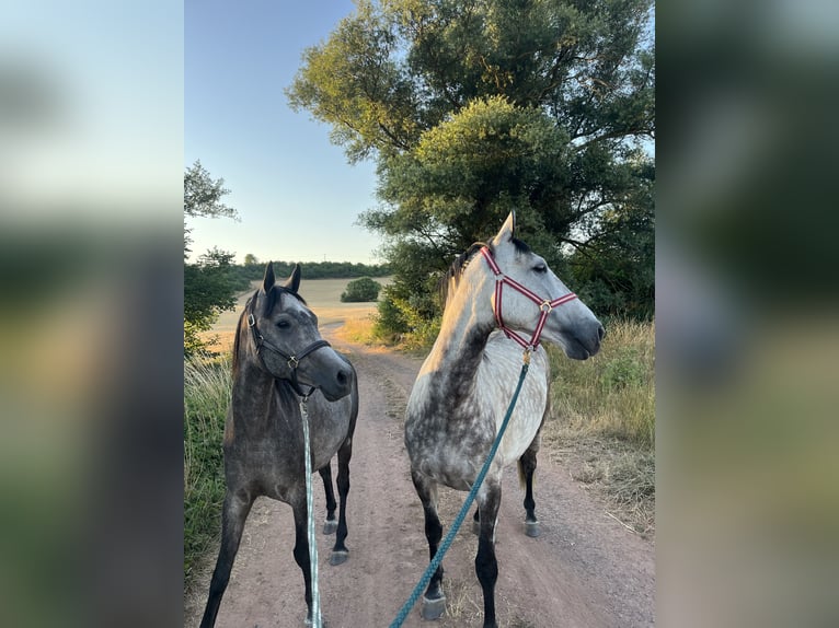 Koń andaluzyjski Wałach 7 lat 159 cm Siwa jabłkowita in Bad Soden am Taunus