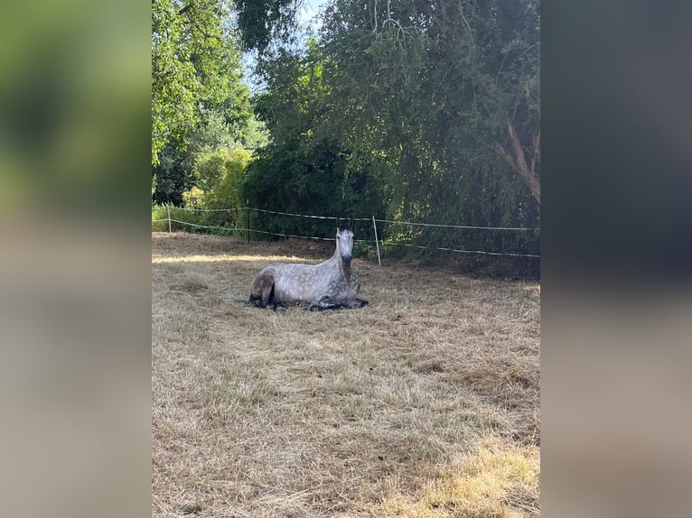 Koń andaluzyjski Wałach 7 lat 159 cm Siwa jabłkowita in Bad Soden am Taunus