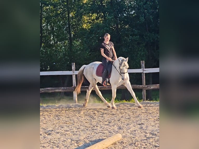 Koń andaluzyjski Mix Wałach 7 lat 160 cm Biała in Ptuj