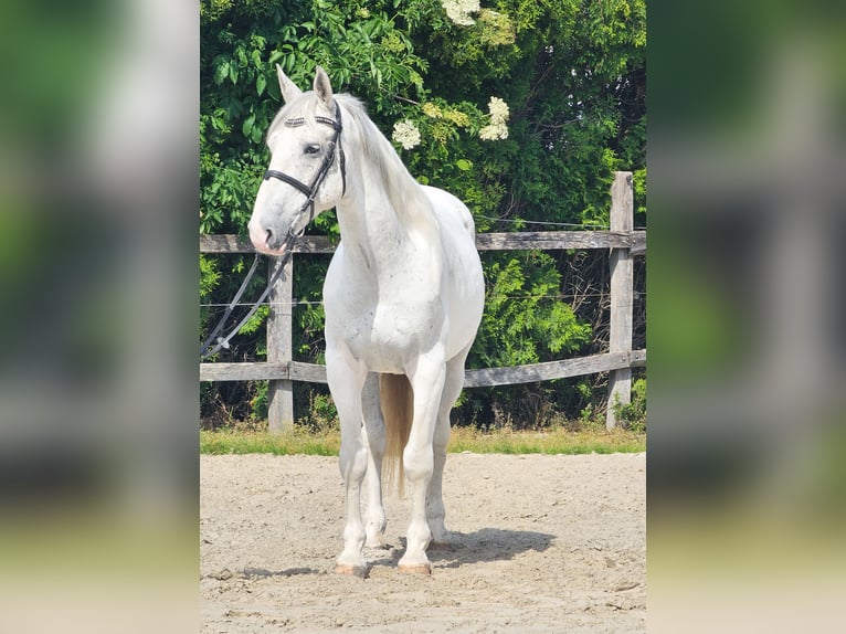 Koń andaluzyjski Mix Wałach 7 lat 160 cm Biała in Ptuj