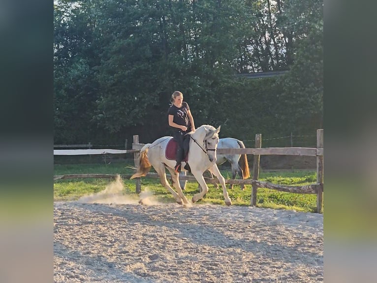 Koń andaluzyjski Mix Wałach 7 lat 160 cm Biała in Ptuj