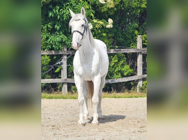 Koń andaluzyjski Mix Wałach 7 lat 160 cm Biała in Ptuj