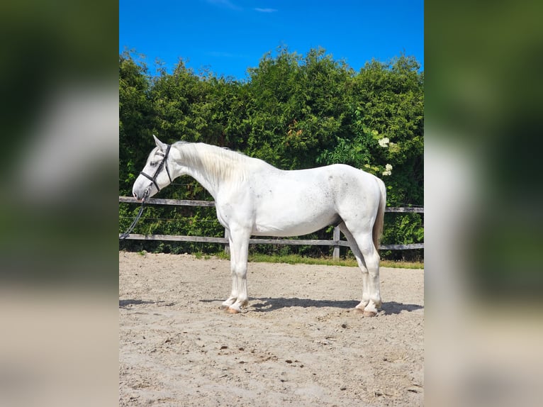 Koń andaluzyjski Mix Wałach 7 lat 160 cm Biała in Ptuj