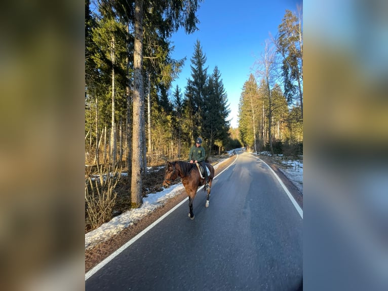 Koń andaluzyjski Wałach 7 lat 160 cm Gniada in Argenbühl