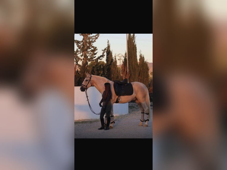 Koń andaluzyjski Wałach 7 lat 160 cm Izabelowata in HolzmindenHolzminden