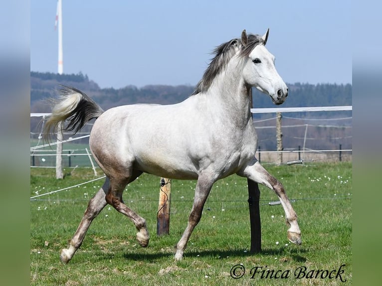 Koń andaluzyjski Wałach 7 lat 160 cm Siwa in Wiebelsheim
