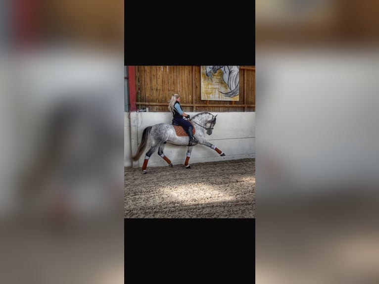 Koń andaluzyjski Wałach 7 lat 161 cm Siwa jabłkowita in Campneuseville