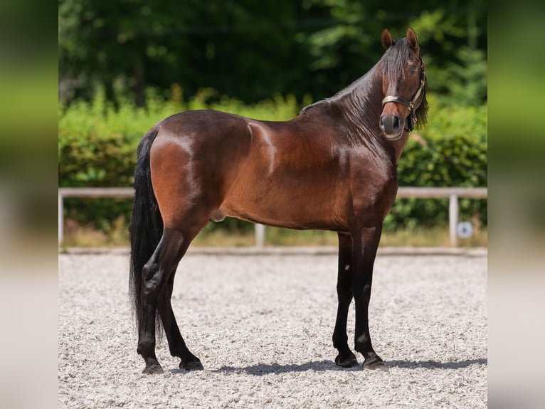 Koń andaluzyjski Wałach 7 lat 162 cm Gniada in Neustadt (Wied)