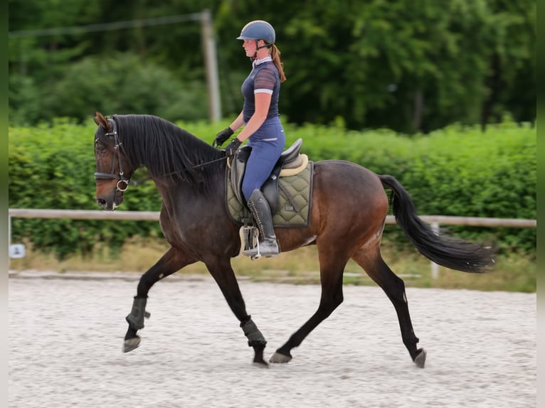 Koń andaluzyjski Wałach 7 lat 162 cm Gniada in Neustadt (Wied)